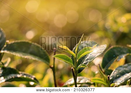 Green tea bud and fresh leaves. Close up tea plantations field in Thailand at the morning with sunlight and wonderful bokeh. Green tea poster for advertising
