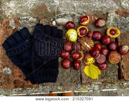 Ripe chestnuts on ground, outdoor shoot, top view, autumn background
