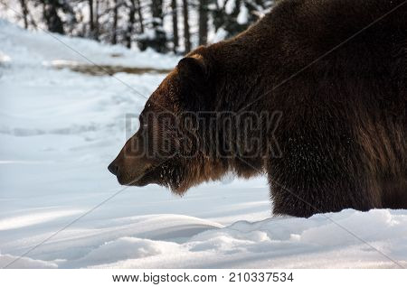 Old Brown Bear Hunting In Winter Forest