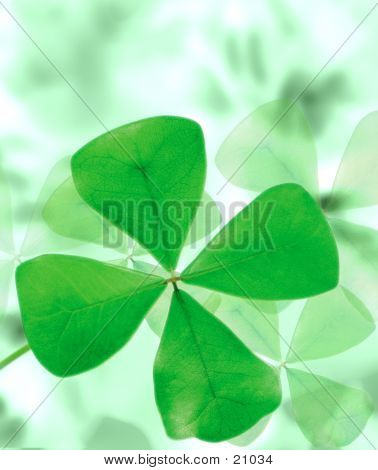 Four Leaf Clover