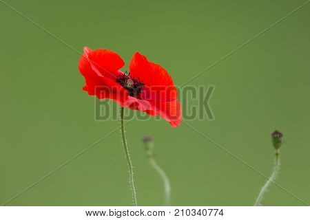 Red Blossom Of Corn Poppy (papaver Rhoeas)