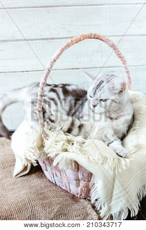 Grey brittish cat laying in basket over white wooden background