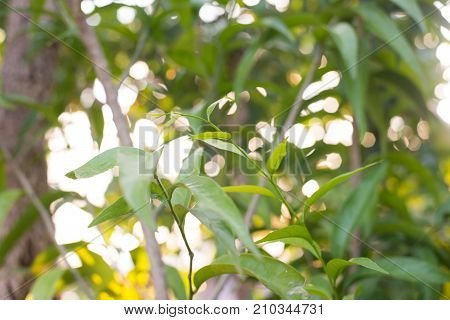 Green plants Melientha suavis native to Southeast Asia Thailand.