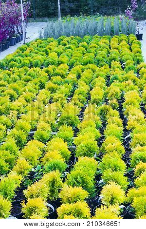 Many pots with Thuja occidentalis sold in garden center. Also known as Northern White Cedar eastern arborvitae Eastern White Cedar Arborvitae Eastern Arborvitae Swamp Cedar tree