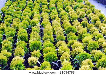 Many pots with Thuja occidentalis sold in garden center. Also known as Northern White Cedar eastern arborvitae Eastern White Cedar Arborvitae Eastern Arborvitae Swamp Cedar tree