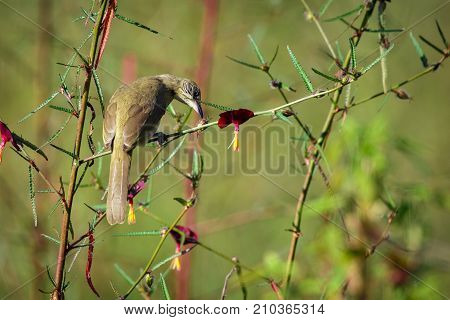 Image of bird (Streak-eared Bulbul; Pycnonotus blanfordi) on the branch on nature background. Animals.