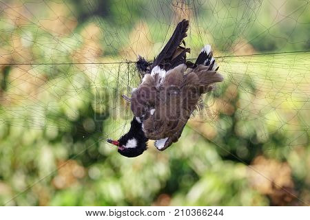 Image of bird (Vanellus indicus. Red-wattled lapwing) is attached to the net. Animals.