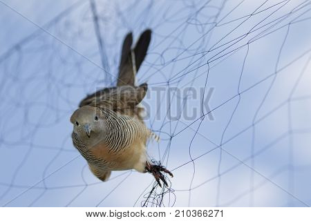 Image of bird(dove) is attached to the net. Animals.