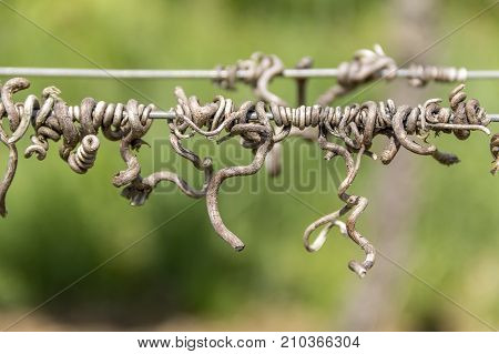 abstract detail of some sere tendrils seen at a vineyard