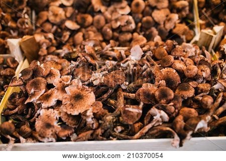 Fresh Porcini Mushrooms In The Boxes At The Local Fermers Market Ready To Sale