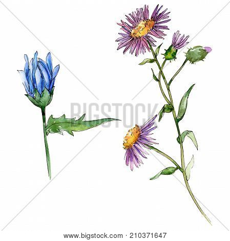 Wildflower chrysantemum flower in a watercolor style isolated. Full name of the plant: chrysantemum, golden-daisy. Aquarelle wild flower for background, texture, wrapper pattern, frame or border.