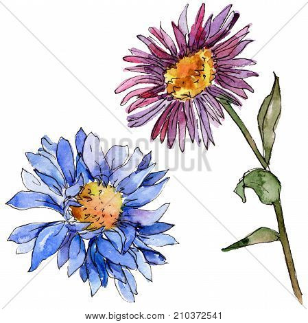 Wildflower chrysantemum flower in a watercolor style isolated. Full name of the plant: chrysantemum, golden-daisy. Aquarelle wild flower for background, texture, wrapper pattern, frame or border.