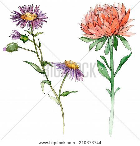 Wildflower chrysantemum flower in a watercolor style isolated. Full name of the plant: chrysantemum, golden-daisy. Aquarelle wild flower for background, texture, wrapper pattern, frame or border.
