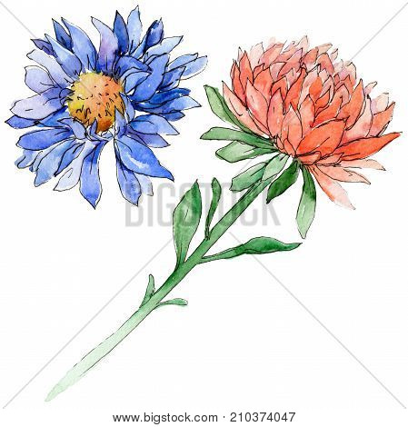 Wildflower chrysantemum flower in a watercolor style isolated. Full name of the plant: chrysantemum, golden-daisy. Aquarelle wild flower for background, texture, wrapper pattern, frame or border.