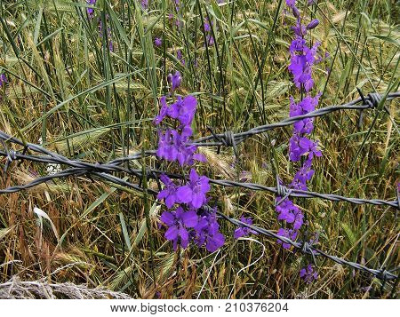 purple flowers that do not recognize obstacles despite barbed wire