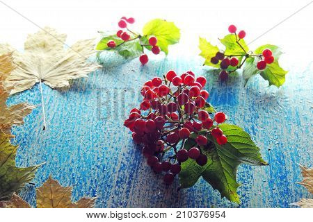 Ripe Viburnum