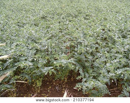 natural and organic chick peas, blooming chickpeas field, green chickpeas field pictures,