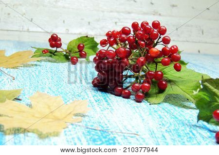 Ripe Viburnum