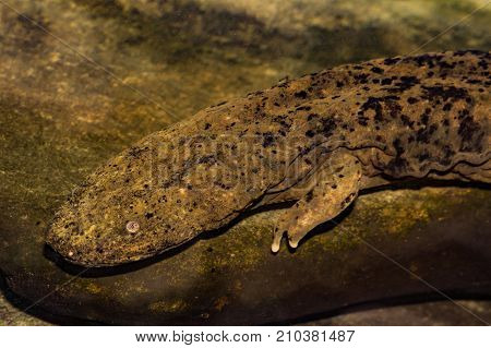 An Eastern Hellbender foraging for crawfish on the creek bottom.