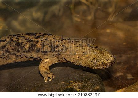An Eastern Hellbender foraging for crawfish on the creek bottom.