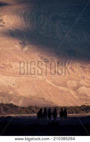 Silhouette image of camels caravan in the Hunder desert Nubra valley India