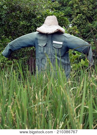 scarecrow in dark green shirt with blank name tag and straw hat, strawman protect rice paddy field from birds and pests, vertical photo