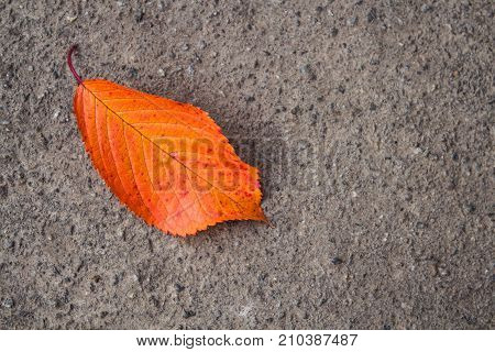 an autumn bright leaves on the concrete