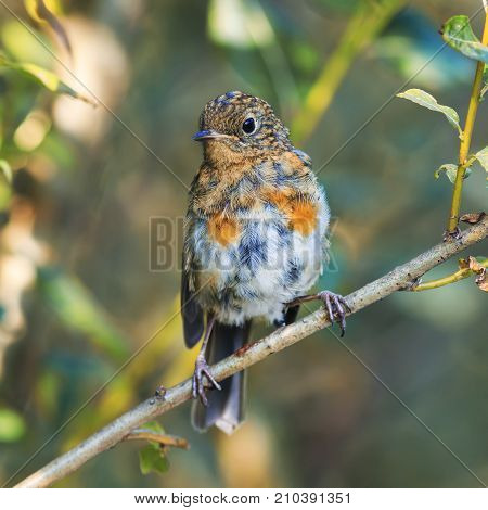 a funny little bird Robins sitting in autumn the colourful garden on a tree branch