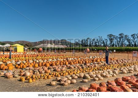 Moorpark California United States - October 22 2017: Harvest Festival offers field with orange green and gray pumpkins. Smiling scarecrows. Tent people trees and hills in back. Blue sky.