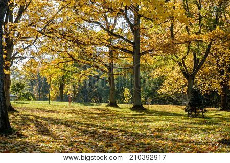 Autumn in Sweden - Folkparken, a city park in Norrkoping, on a sunny day in October 2017