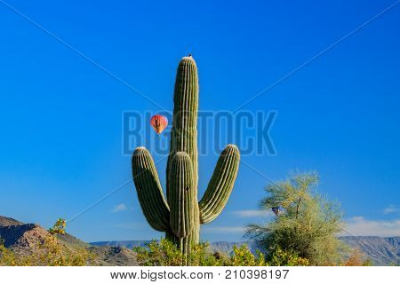 Saguaro cactus with bird on top, hot air balloon and hills in background.