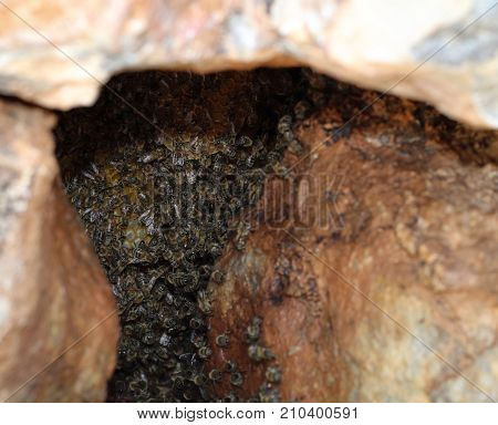 colony of wild bees in the rocks