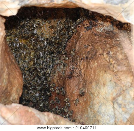 colony of wild bees in the rocks