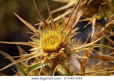 this is the flower a diestel plant