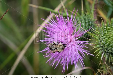 this is the flower a diestel plant with a bee