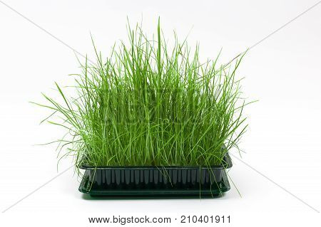 Bright green fresh grass sprouted in a plastic box on a white background. Horizontal front view with copy space