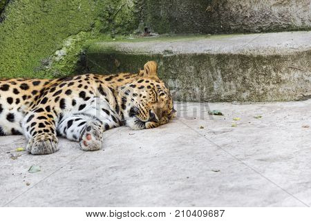 Animal Surveillance Lulled Amur Leopard Wandered Into The City, Northeast China