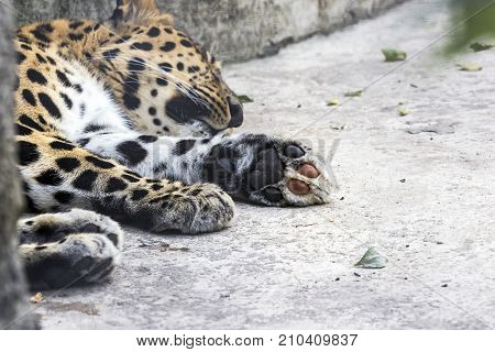 Animal Surveillance Lulled Amur Leopard Wandered Into The City, Northeast China