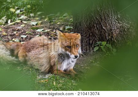 Sleeping Red Fox ,vulpes Vulpes , In Hokkaido, Japan
