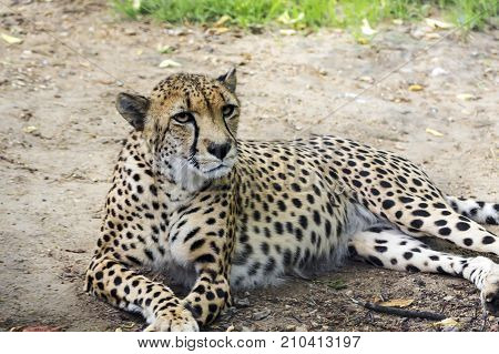 A Large Portrait Of A Cheetah, Shot From A Long Distance,