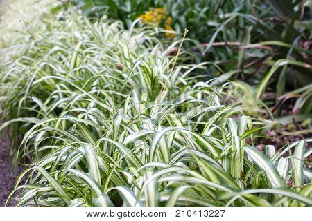 Chlorophytum outdoor planting. Spider plant, variegated, ripped Office plant
