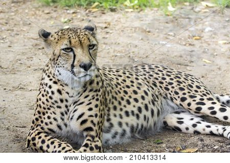 A Large Portrait Of A Cheetah, Shot From A Long Distance,