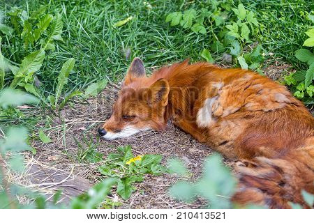 Sleeping Red Fox ,vulpes Vulpes , In Hokkaido, Japan