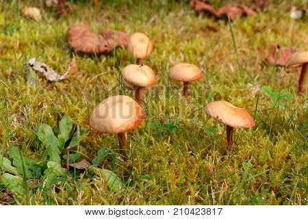 Mower's mushrooms in the moss of a garden