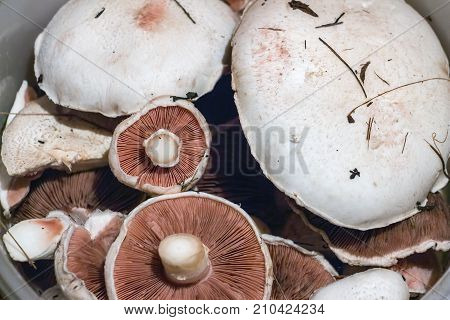 Wild mushrooms champignon. Agaricus silvaticus. Selective focus