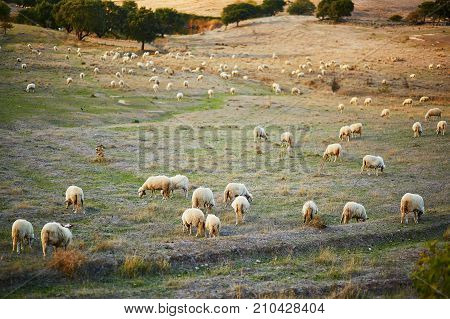 Sheep Herd On Pasture In Sardinia