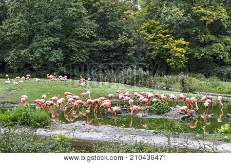 Pink Flamingos In Nature