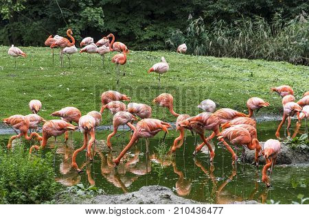 Pink Flamingos In Nature