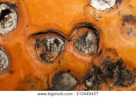 The Hideous State Of The Pumpkin, Which Began To Rot During Storage. A Few Rotten Soft Circles On Th