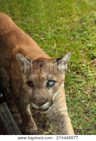 Florida Panther Puma Concolor Coryi Blinded By A Shotgun